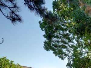 Tree With Landscaped Grounds Tammy Brook Apartments. - Photo Gallery 2