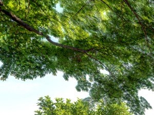 Tree Shaded Walkway And Landscaped Grounds Tammy Brook Apartments. - Photo Gallery 3
