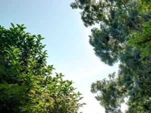 Exterior Of Building And Tree Shaded Walkway And Landscaped Grounds Tammy Brook Apartments. - Photo Gallery 4