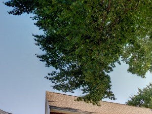 Exterior Of Tammy Brook Apartments With Trees And Landscaped Garden Tree Shaded Walkway And Landscaped Grounds Tammy Brook Apartments. - Photo Gallery 5