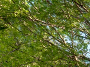 Landscaped Grounds The Pines Apartments Brockton MA. - Photo Gallery 3