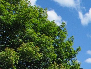 Affordable Housing at Coppermine Village Apartments in Bristol, CT.