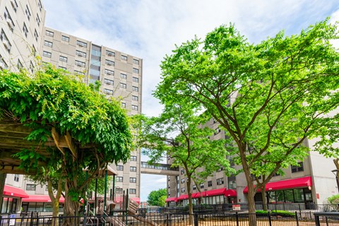 A tree with green leaves in front of a building.
