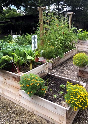 a garden with a variety of plants and flowers in a wooden raised garden bed