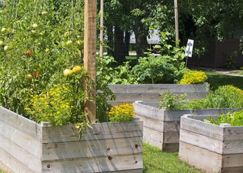 Community Garden - Photo Gallery 2