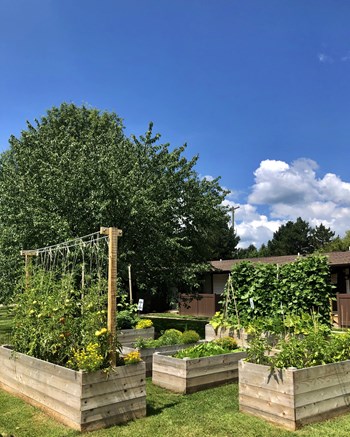 Community Garden - Photo Gallery 3