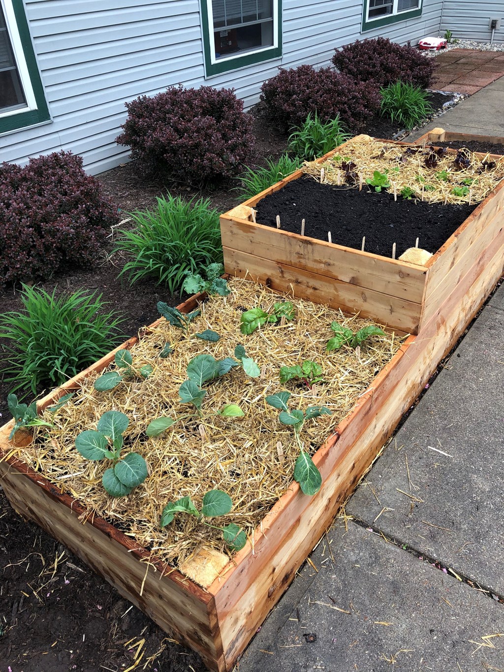 A wooden raised garden bed with plants growing in it.