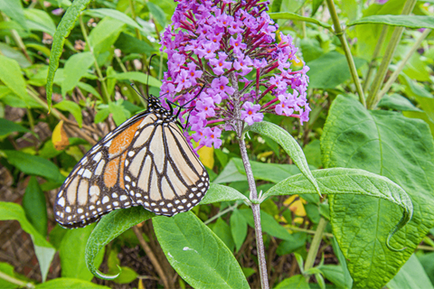 a monarch butterfly on a flower