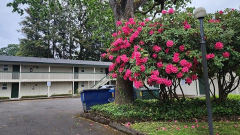 A tree with pink flowers in front of a white building.