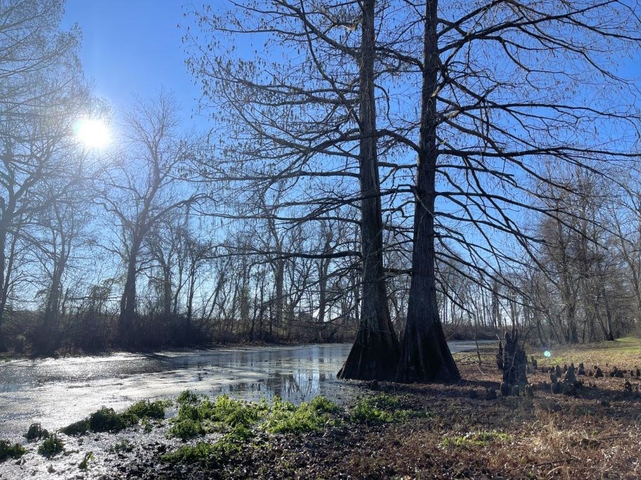 Apartments on the Bayou at Landing at Willow Bayou Apartment Homes, Bossier City, LA