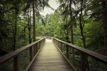 a wooden bridge in the middle of a forest
