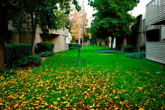 The Redwoods Apartments - Grass Area The Redwoods Apartments - Photo Gallery