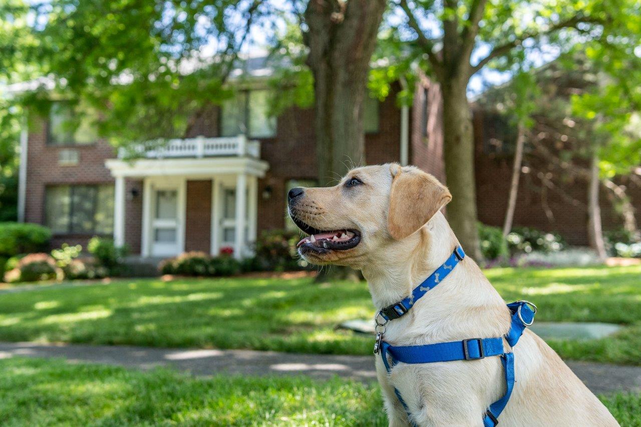 a yellow labrador retriever dog sitting in front of a house
