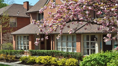 a tree with pink flowers in front of a house