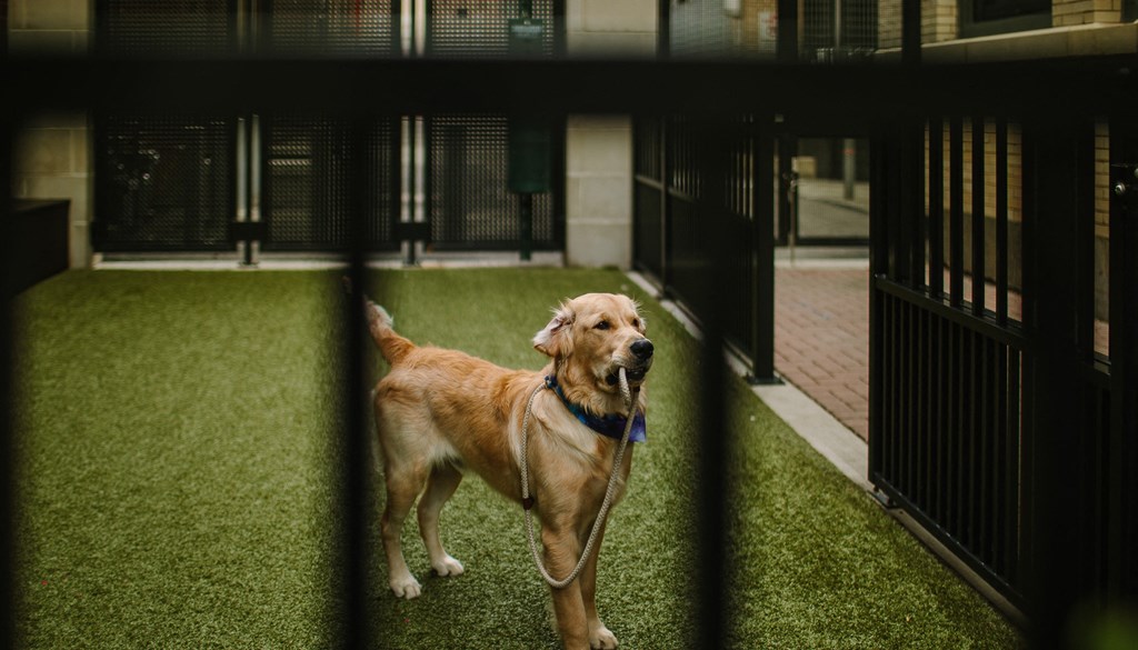 a dog standing on top of a lush green field at Walnut on Highland, Pittsburgh, PA