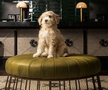 Dog at Alta Depot, Smyrna, 37167