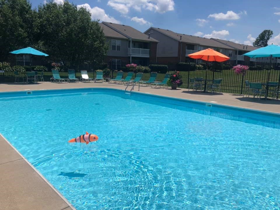 A pool with a clown fish in it.