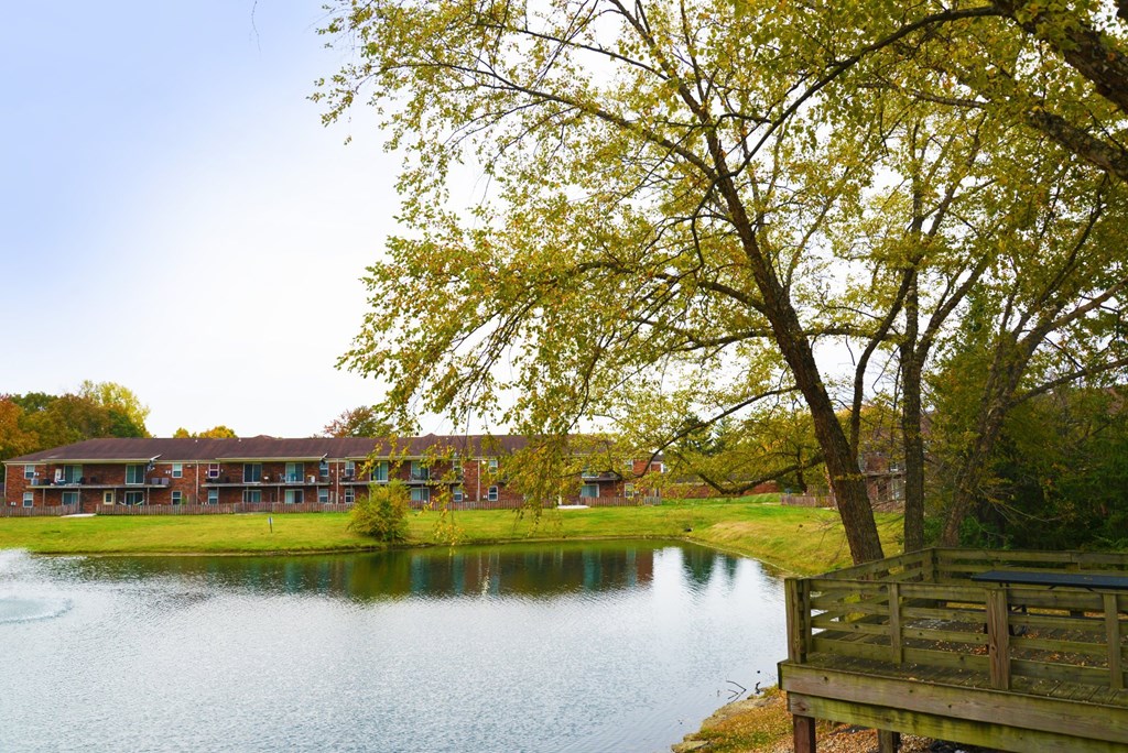 A tree with green leaves stands next to a body of water.