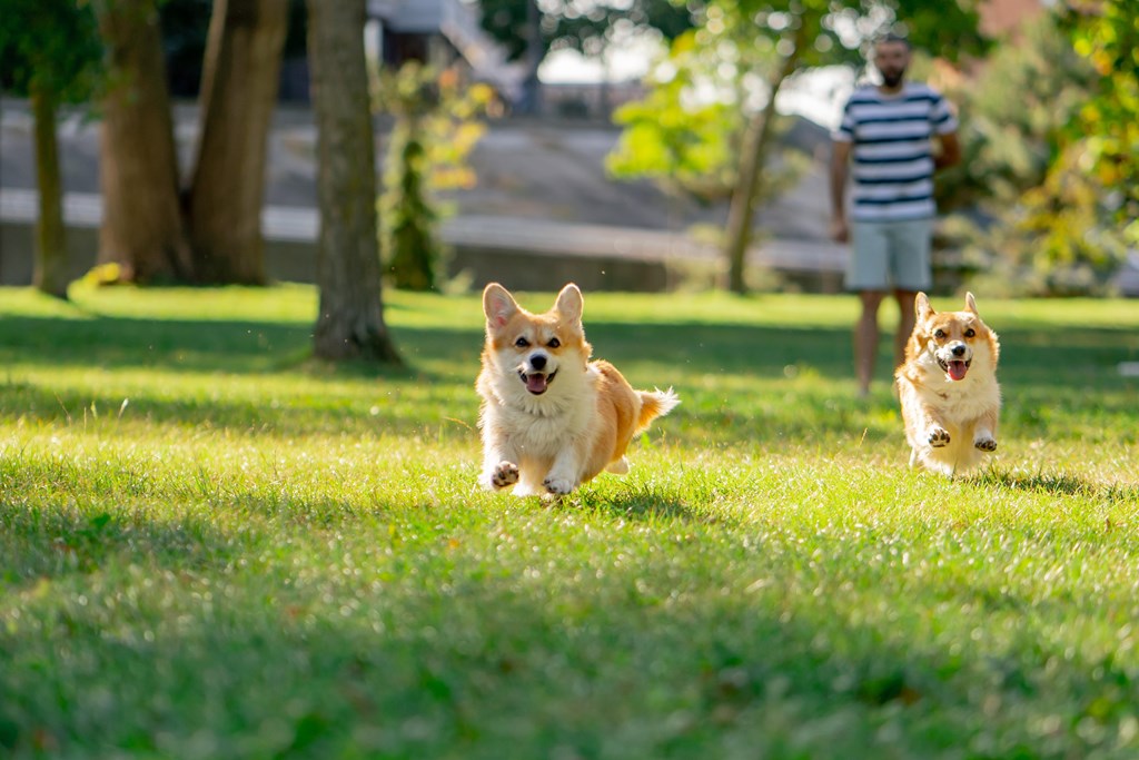 Two corgis running in the grass with a man in the background.