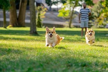 Two corgis running in the grass with a man in the background.