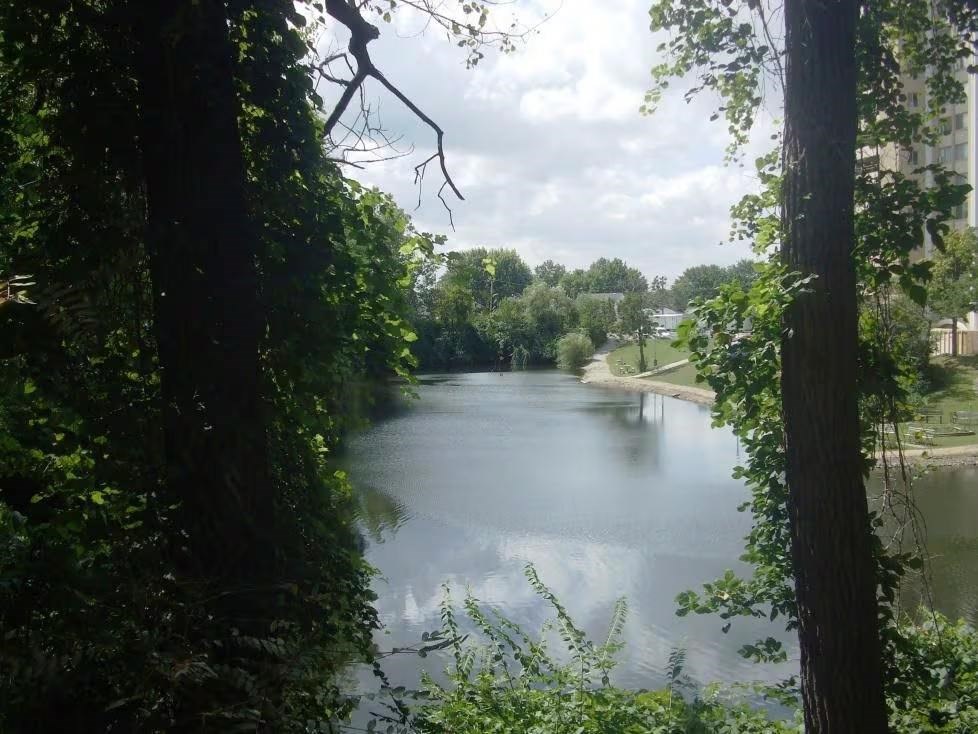 A river flows through a lush green forest.