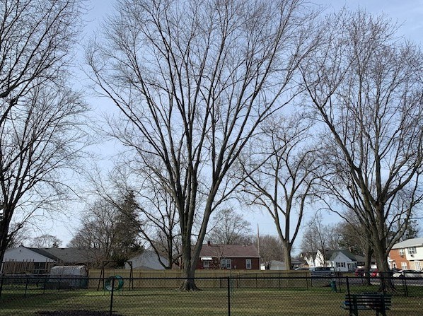 a park with trees and a park bench