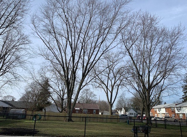 a park with some trees and a bench