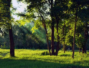 Trees at Mallard Landing, Marion, OH