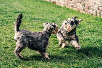Two small dogs playing in the grass at Indian Lookout, West Carrollton, 45449