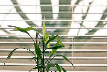 Plant at Lawrence Landing, Indianapolis, IN