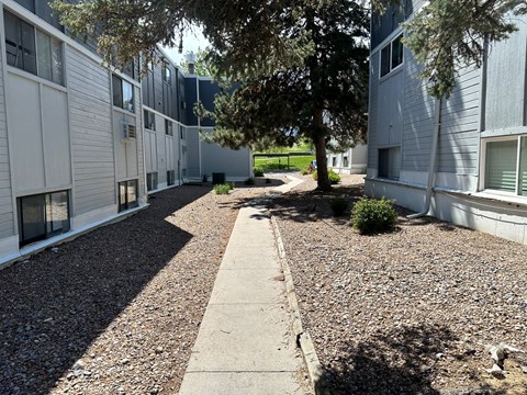 A tree in the middle of a gravel area between two buildings.