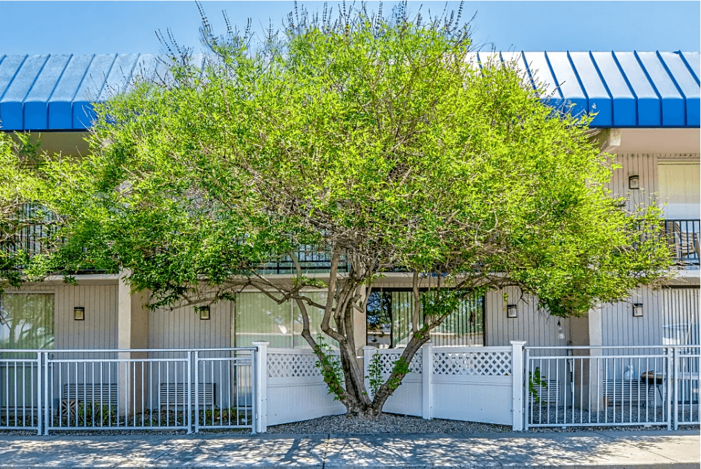 A tree in front of a white building with a blue roof.