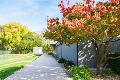 A tree with red flowers is in the foreground of a pathway.