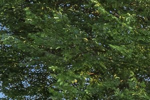 Meticulous Landscaping With Lovely Woods 976 Lexington Street 1-3 Beds Apartment for Rent - Photo Gallery 2