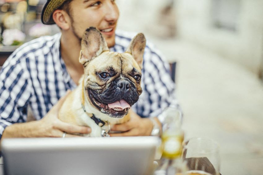 Pet Friendly UWS NYC apartments Pet Friendly Apartments, at The Ashley Apartments, New York, New York