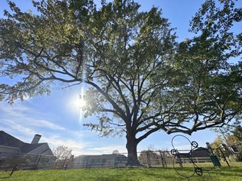 Windsor Vinings Apartments in Atlanta has an onsite Dog Park