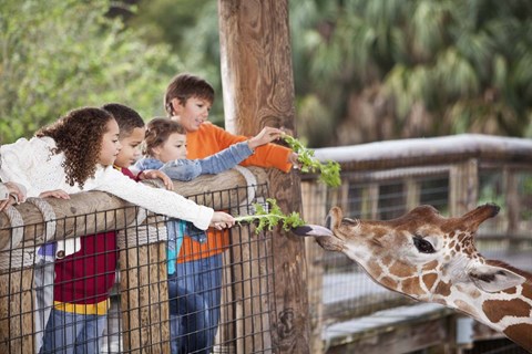 San Diego Zoo at Windsor Rancho PQ in San Diego, California, 92129