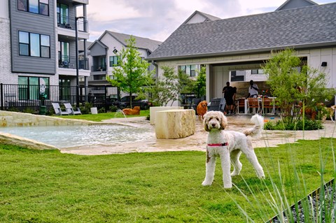 A white dog with a red collar is standing in a grassy area in front of a pool.