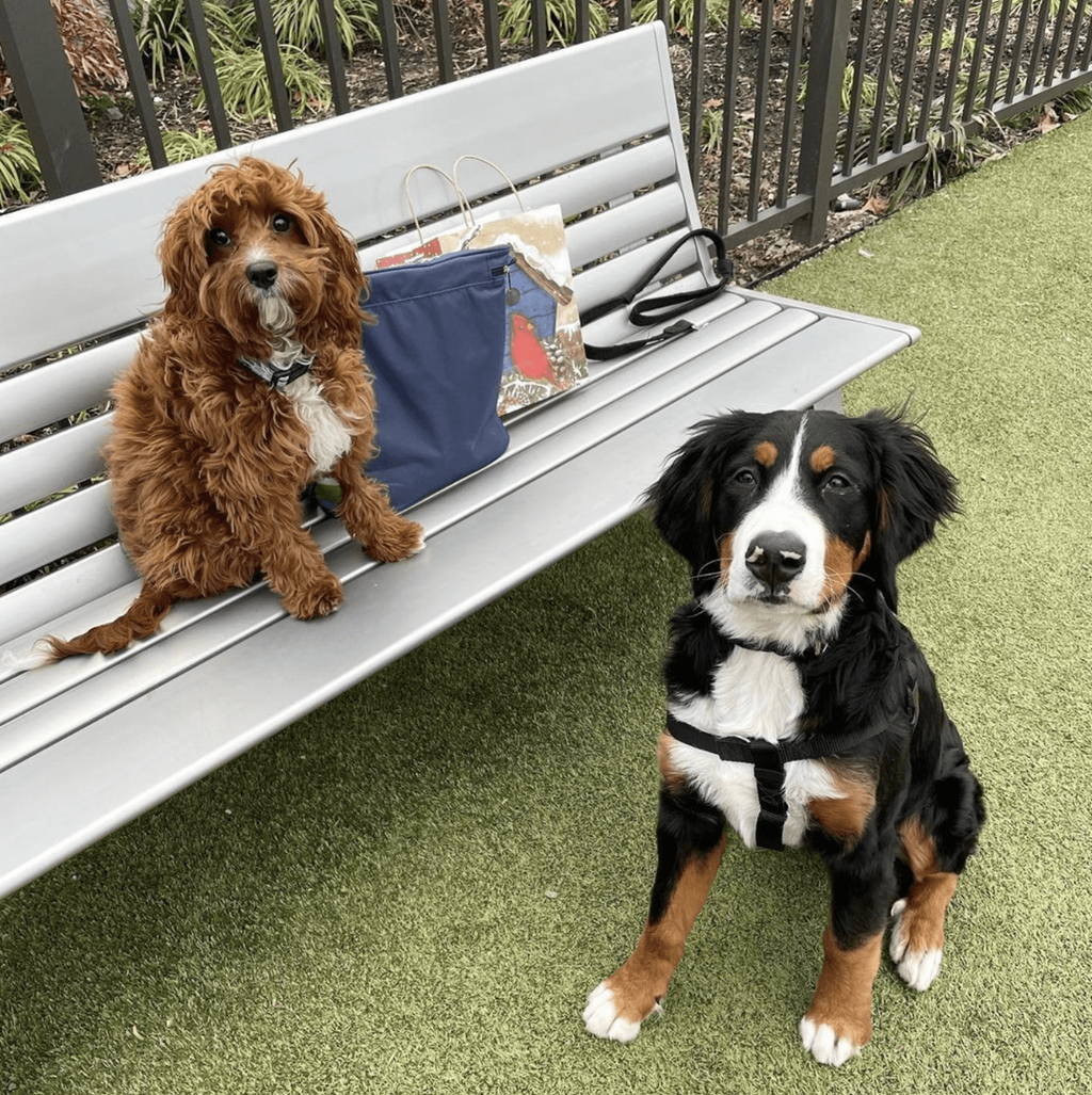 two dogs are sitting on a bench
