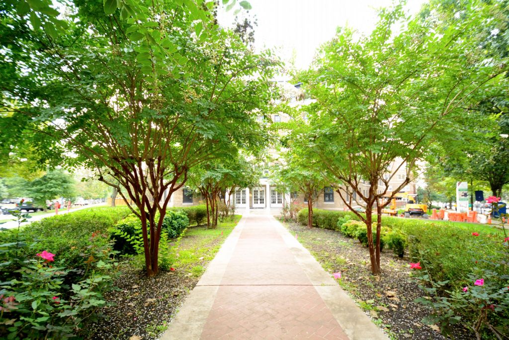 a sidewalk with trees on both sides