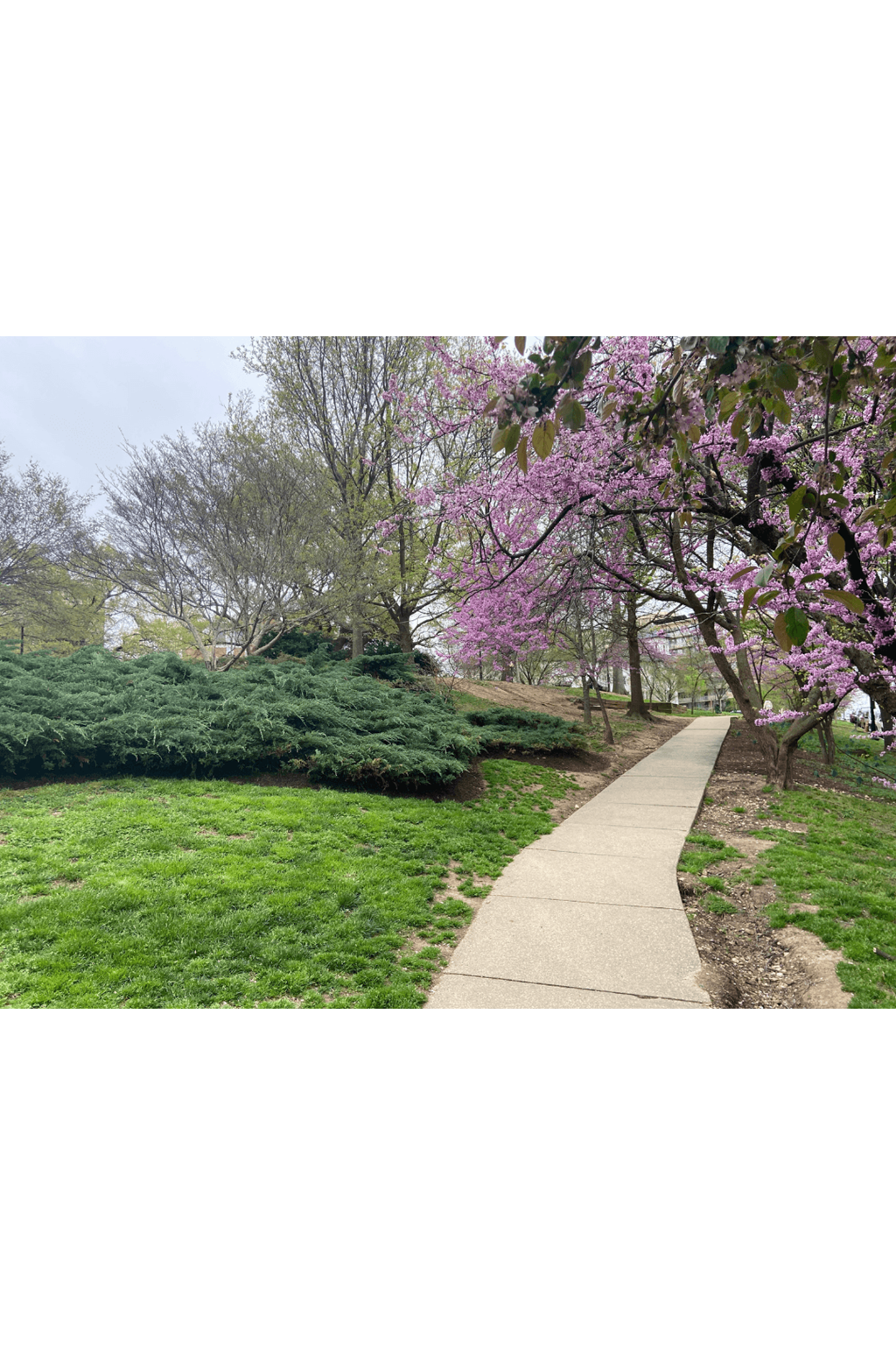 a walk in the park photograph at The Barlow at Kalorama Park, Washington