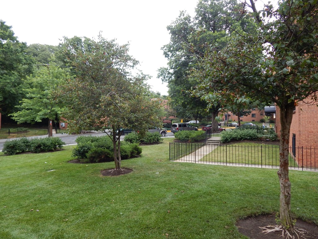 A tree in a grassy area with a black fence in the background.