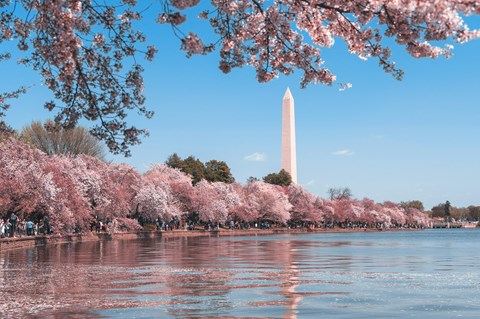 a view of the monument from the tidal basin with pink cherry blossoms