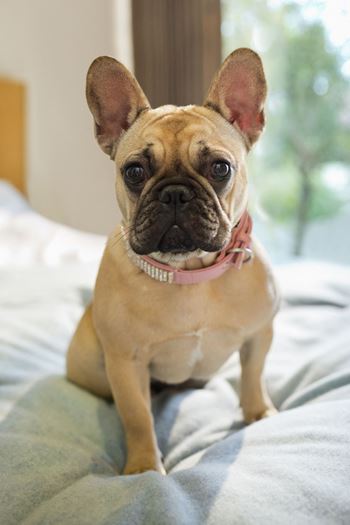 a small brown dog sitting on a bed