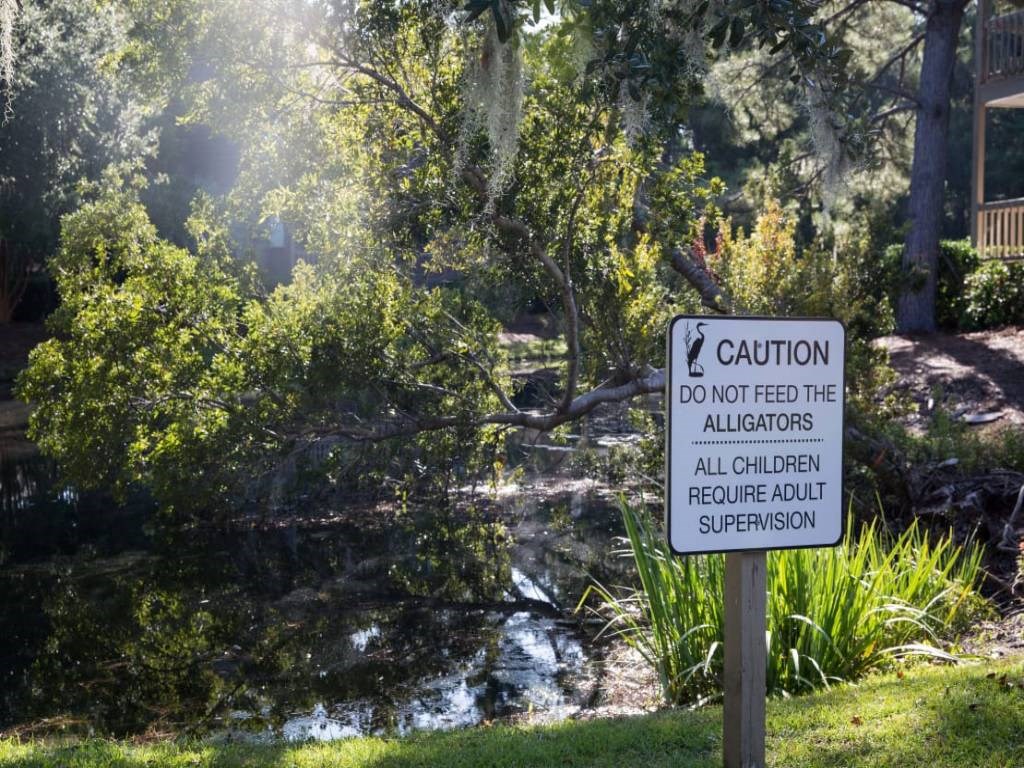 a sign that reads caution do not feed the alligators and alligators require about