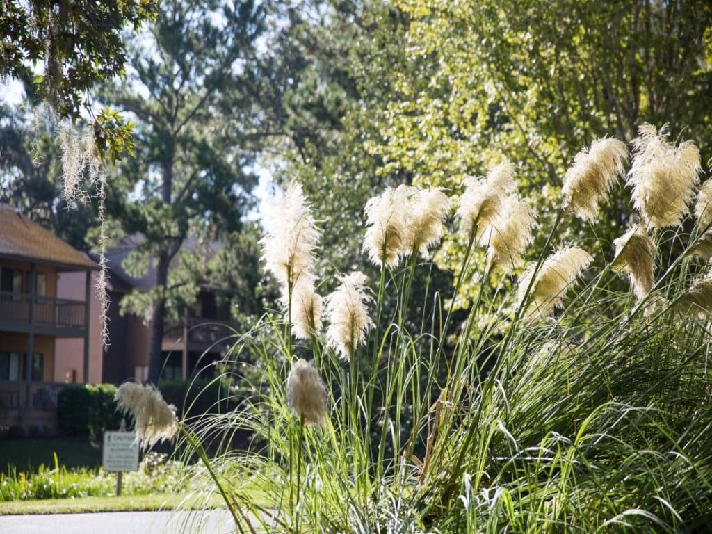 a yard with tall grass in front of a house