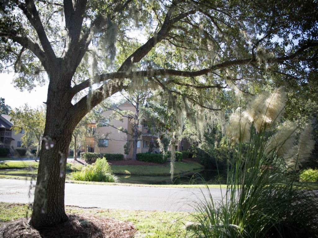 a tree moss on it in front of a house