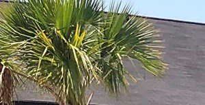 Pool side in savannah 9400 Abercorn Street 1-4 Beds Apartment for Rent - Photo Gallery 1