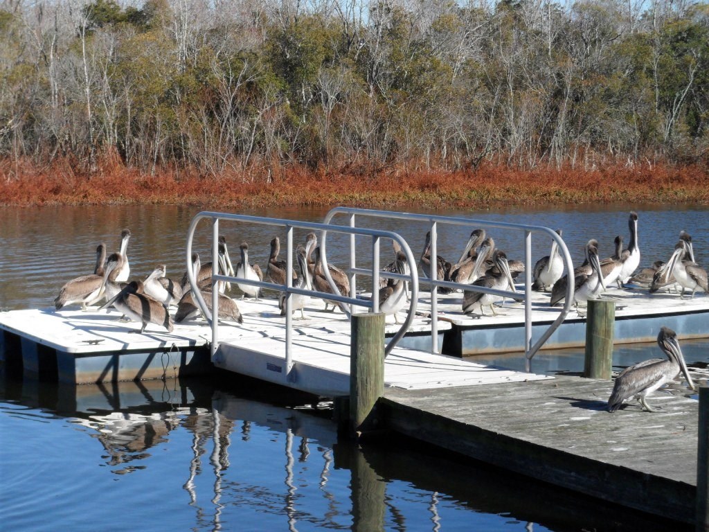 Geese on the dock at Lakewood Lodge, Hanahan, SC