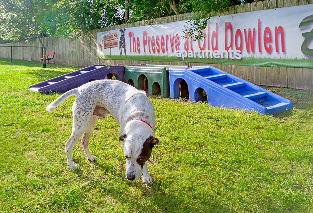 a dog standing in the grass near a pool